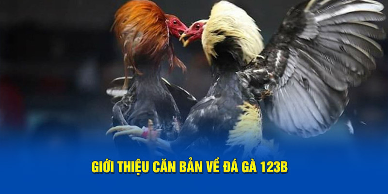 Giới thiệu cơ bản về sân chơi đá gà 123B cho người chơi mới